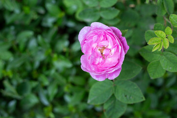 Beautiful pink tea rose on background of green leaves, top view