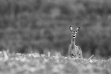 Deer in the meadow. Deer in the grass