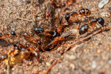 termites