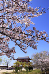 奈良、平城京朱雀門と桜