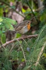 Robin on a branch. Bird on a branch