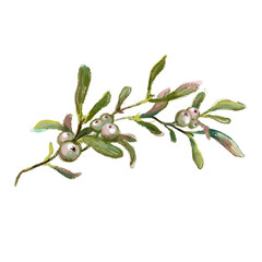 Hand drawn mistletoe branch isolated on white background. Watercolor and crayon vintage style winter botanical illustration. Christmas floral decoration, evergreen plant and berries.
