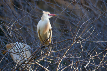 Garcilla bueyera (Bubulcus ibis), sobre la rama en el Parque Nacional de Doñana (España).