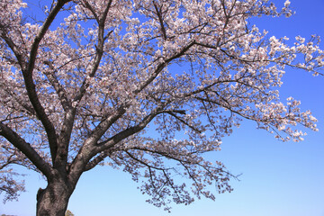 奈良、平城京の桜