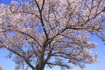 奈良、平城京の桜