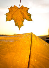 Autumn mood. A yellow maple leaf is falling. An umbrella with raindrops