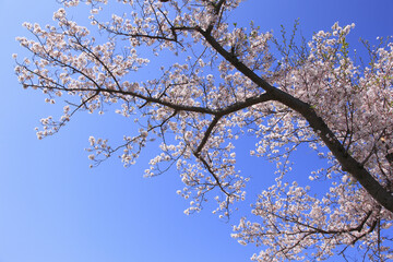 奈良、平城京の桜