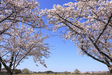 奈良、平城京の桜