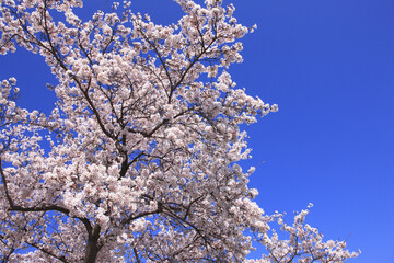 Obraz premium 奈良、平城京の桜