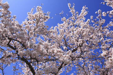 奈良、平城京の桜