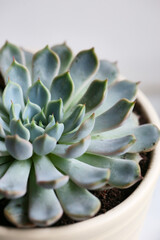 Fototapeta premium garden, succulent, echeveria, green, flora, cactus, plant, home, decor, gardening, closeup, decorative, nature, natural, floral, flower, succulents, botany, botanical, tropical, wooden, leaf, grow