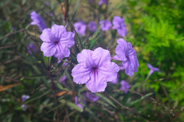 focus on beautiful purple Ruellia simplex or Mexican petunia flower with blurred background