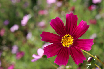 Obraz premium image of beautiful wildflowers close-up