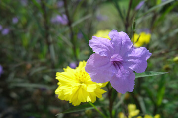 focus on blooming Ruellia simplex flower or Mexican petunia flower with blurred background