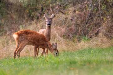 Deer in the meadow. Deer in the forest