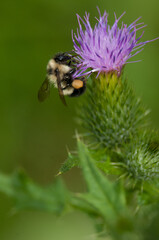 bee pollen purple flower