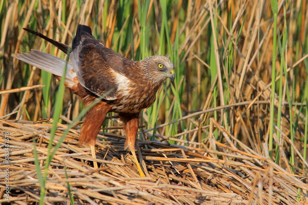 Wall mural marsh harrier. bird of prey. circus aeruginosus