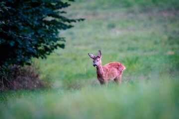 Deer in the meadow. Deer in the forest