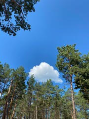 Obraz premium trees in the forest