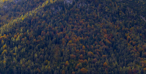 Bunte Bäume im Herbst