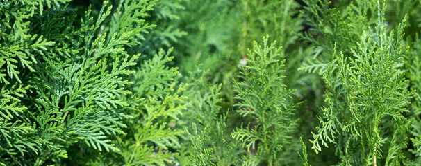 image of spruce branches close-up