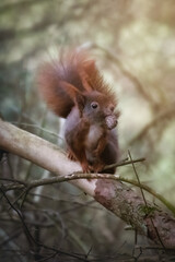 Squirrel on a tree branch