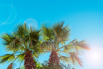 Obraz na płótnie Canvas Two palm trees in sunlight against blue sky