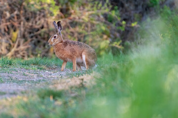 Obraz na płótnie Canvas Rabbit in the meadow. Rabbit in the grass