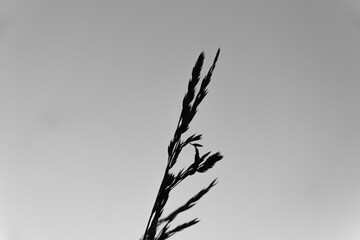 Black and white photo of a blade of grass on a gray background.