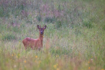 Deer in the meadow. Deer in the forest