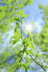 新緑の葉っぱ