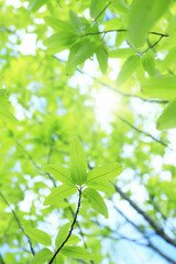 Obraz premium 新緑の葉っぱ