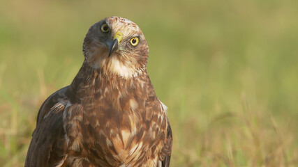 Marsh harrier. Bird of prey. Circus aeruginosus