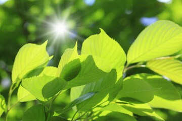 新緑の葉っぱ