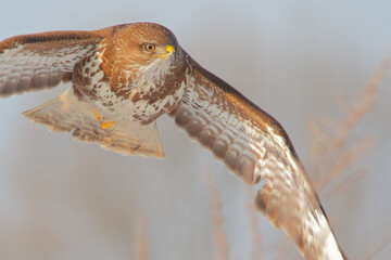 Common buzzard. Bird of prey in flight, flying bird. Buteo buteo