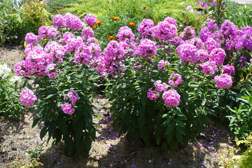 Obraz premium Lots of pink flowers of Phlox paniculata in July