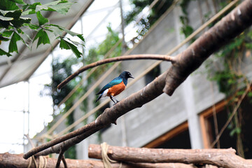 Dreifarben-Glanzstar © Pathfinder