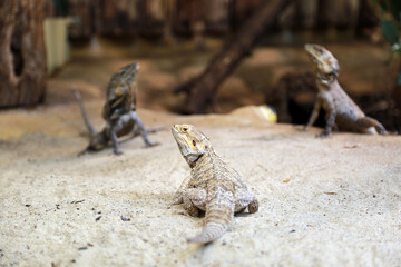 Echsen im Terarrium