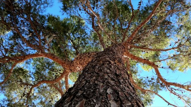 Pine tree trunk and branches from a low angle of view. Slow movement through the trunk from the top to the bottom.