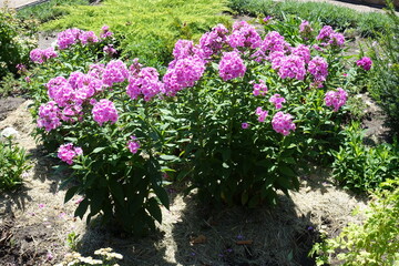 Panicles of pink flowers of Phlox paniculata in July