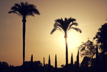 Beautiful wallpaper of the cityscape of Seville, Spain, with silhouettes of palm trees at sunset with a golden, yellow and orange gradient from the sun in the background