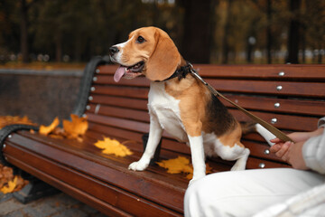 Beagle Dog sitting on the autumn leaves