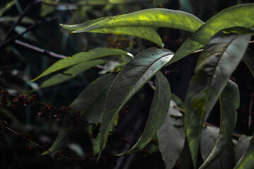 leaves in the forest