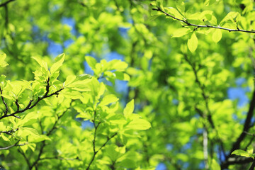 新緑の葉