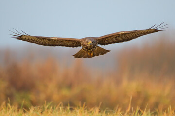 Common buzzard. Bird of prey in flight, flying bird. Buteo buteo