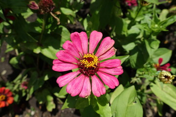Pink flower head of Zinnia elegans from above in July