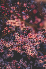 Spring flowers, colorful background, nature