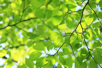 木漏れ日と新緑の葉