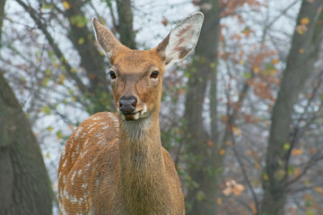 Portrait of adorable  spotted deer    on blurred autumn trees.
