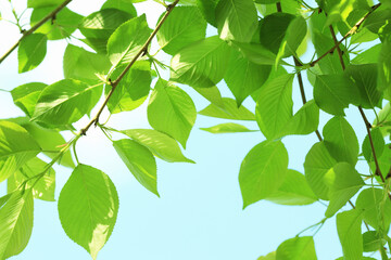 新緑の葉
